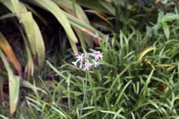 Tulbaghia violacea Harv. resmi