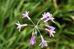 Tulbaghia violacea Harv. resmi