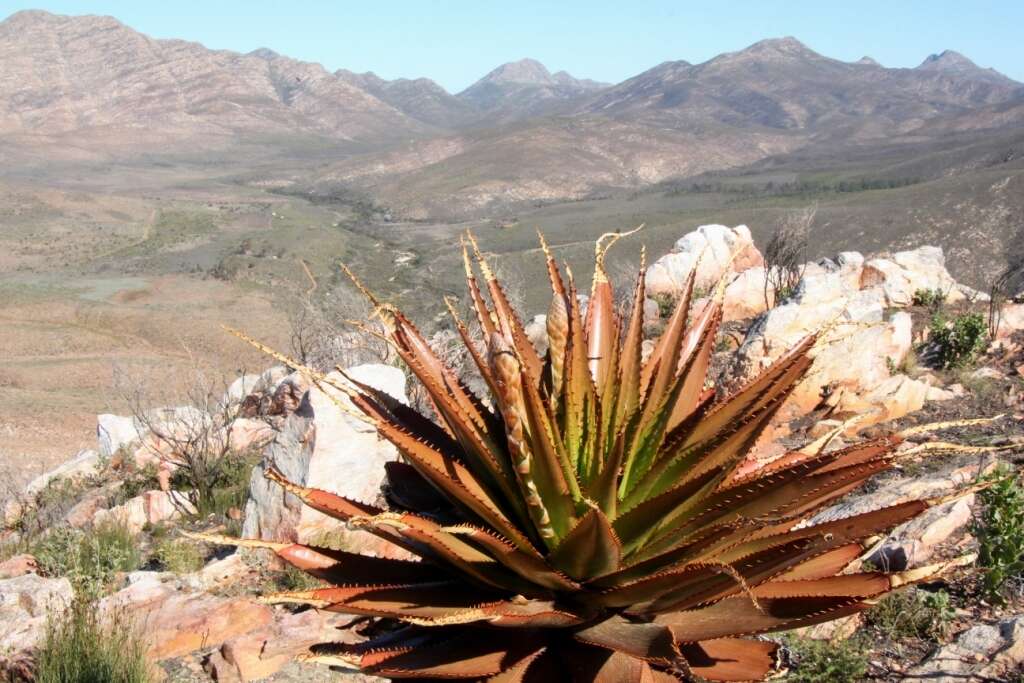 Image of Aloe lineata (Aiton) Haw.