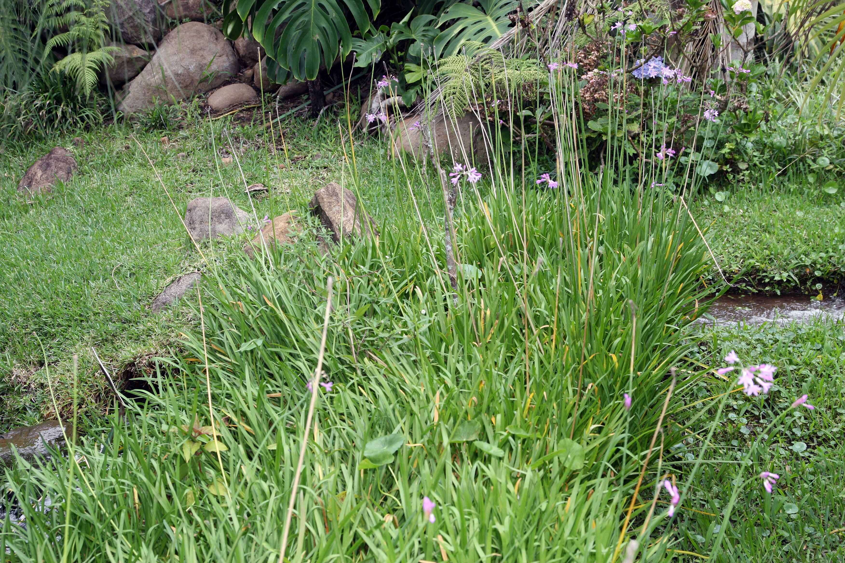 Tulbaghia violacea Harv. resmi