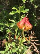 Lilium michauxii Poir. resmi