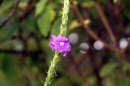 Image of cayenne porterweed