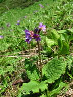 Image of Primula amoena M. Bieb.