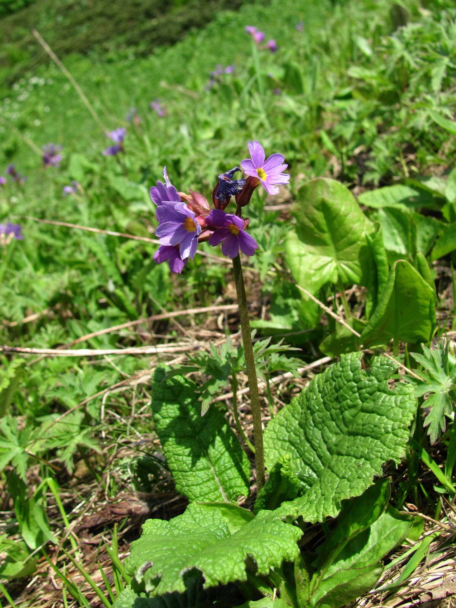 Image of Primula amoena M. Bieb.