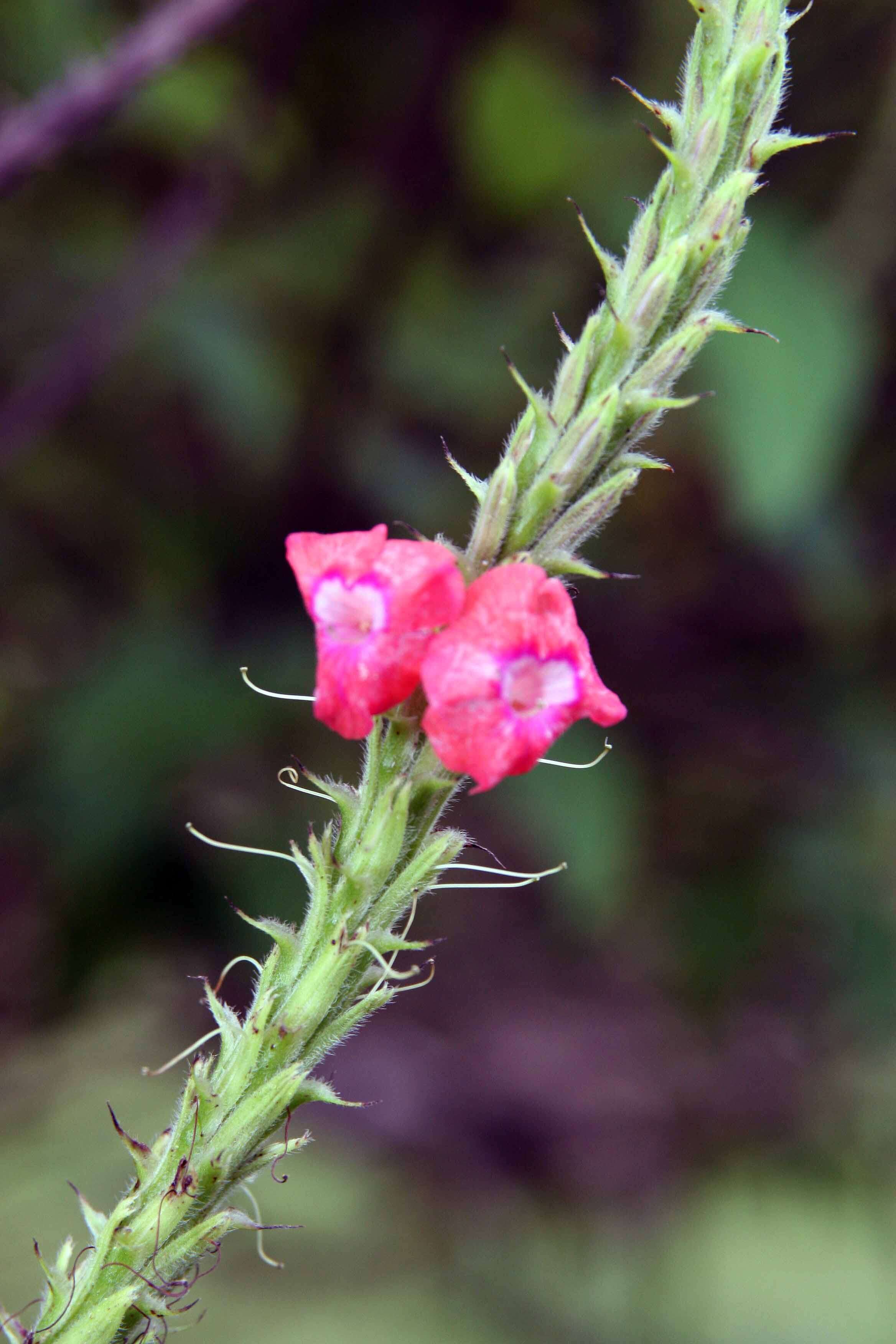 Image of cayenne porterweed