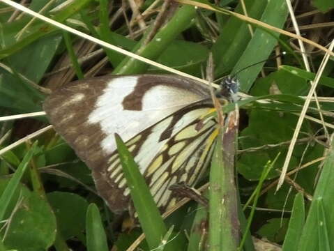Image of Caper white