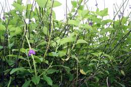 Image of cayenne porterweed