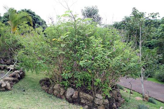 Image of cayenne porterweed