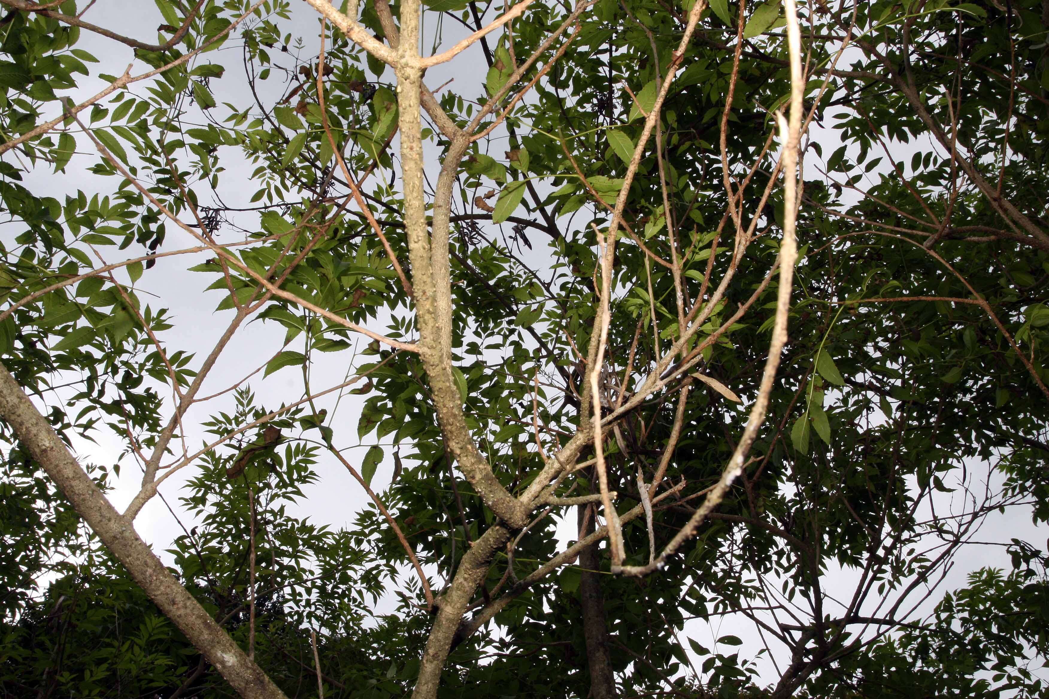 Image of Yellow bells