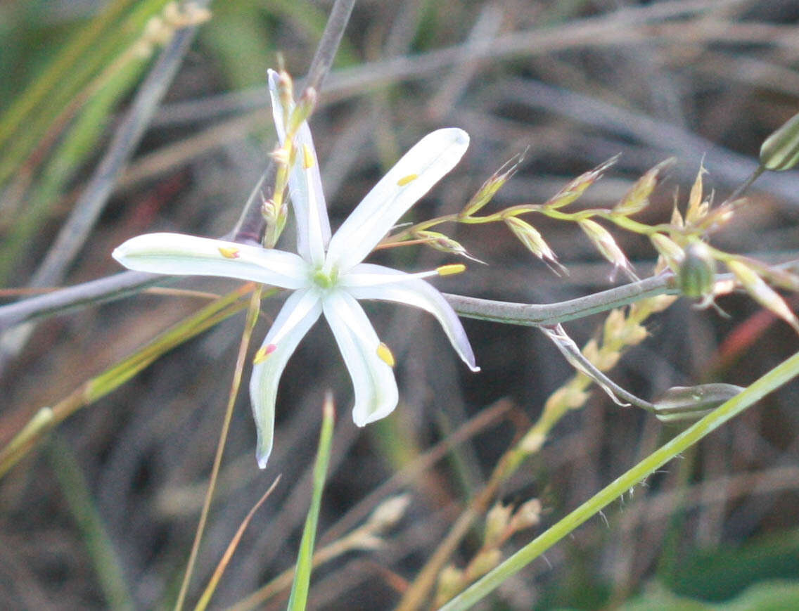 Слика од Chlorogalum pomeridianum (DC.) Kunth