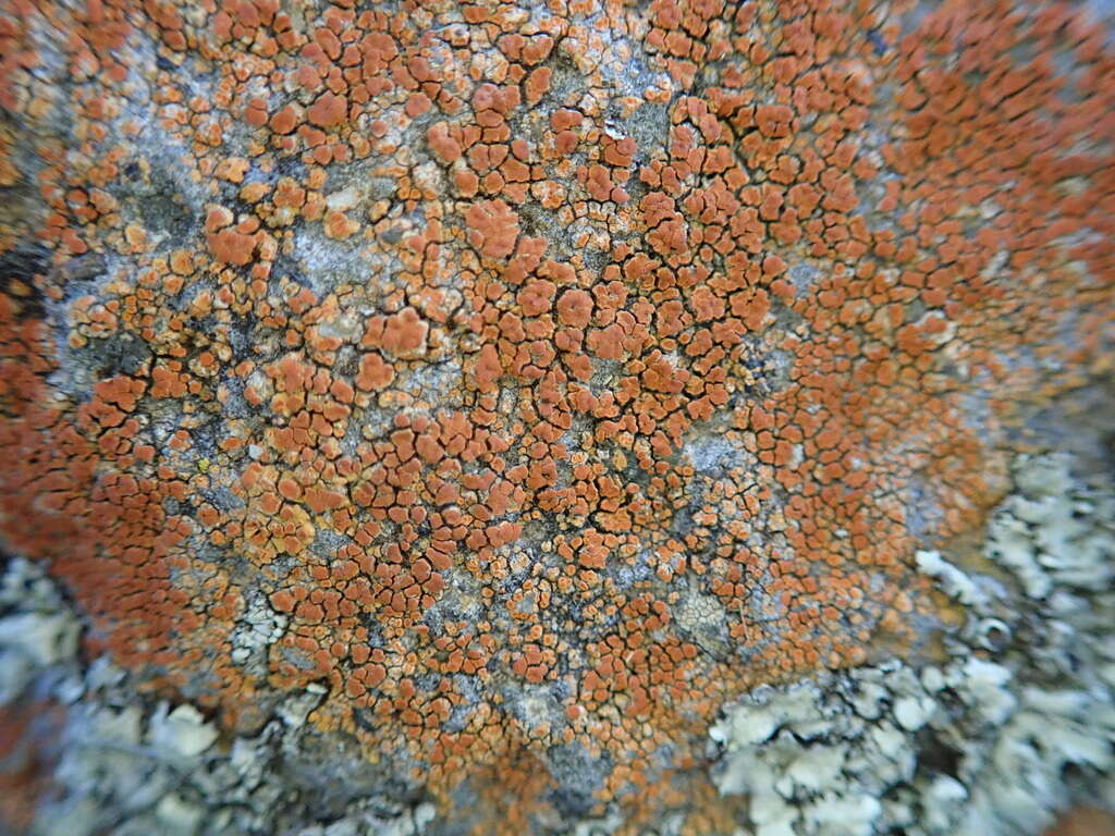 Image of Rose's orange lichen