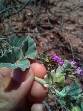 Слика од Acleisanthes chenopodioides (A. Gray) R. A. Levin