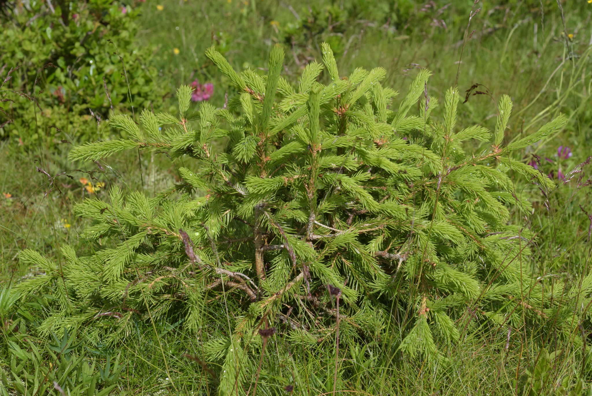 Image of Picea abies var. abies