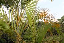 Image of Areca Palm