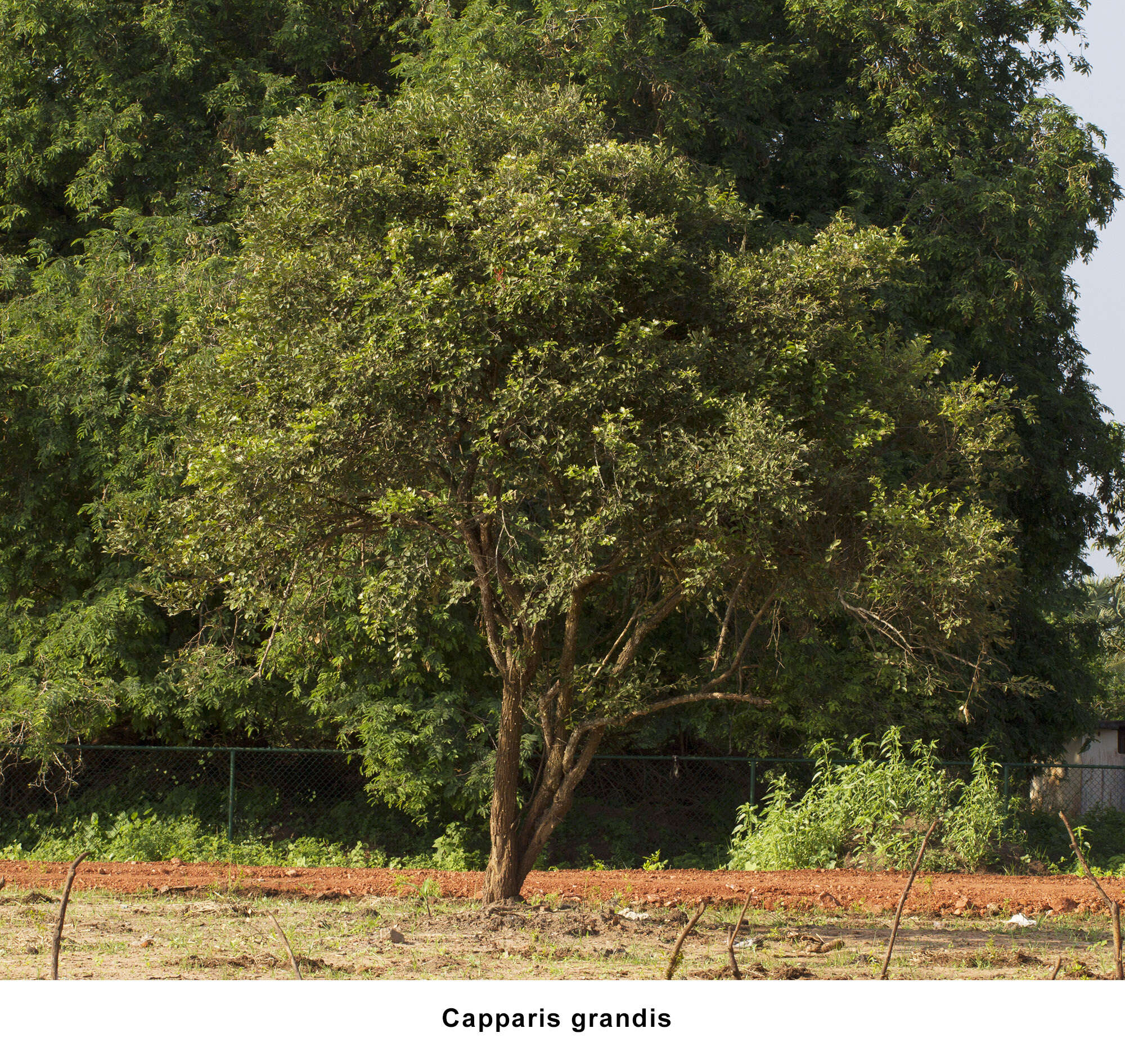 Image de Capparis grandis L. fil.