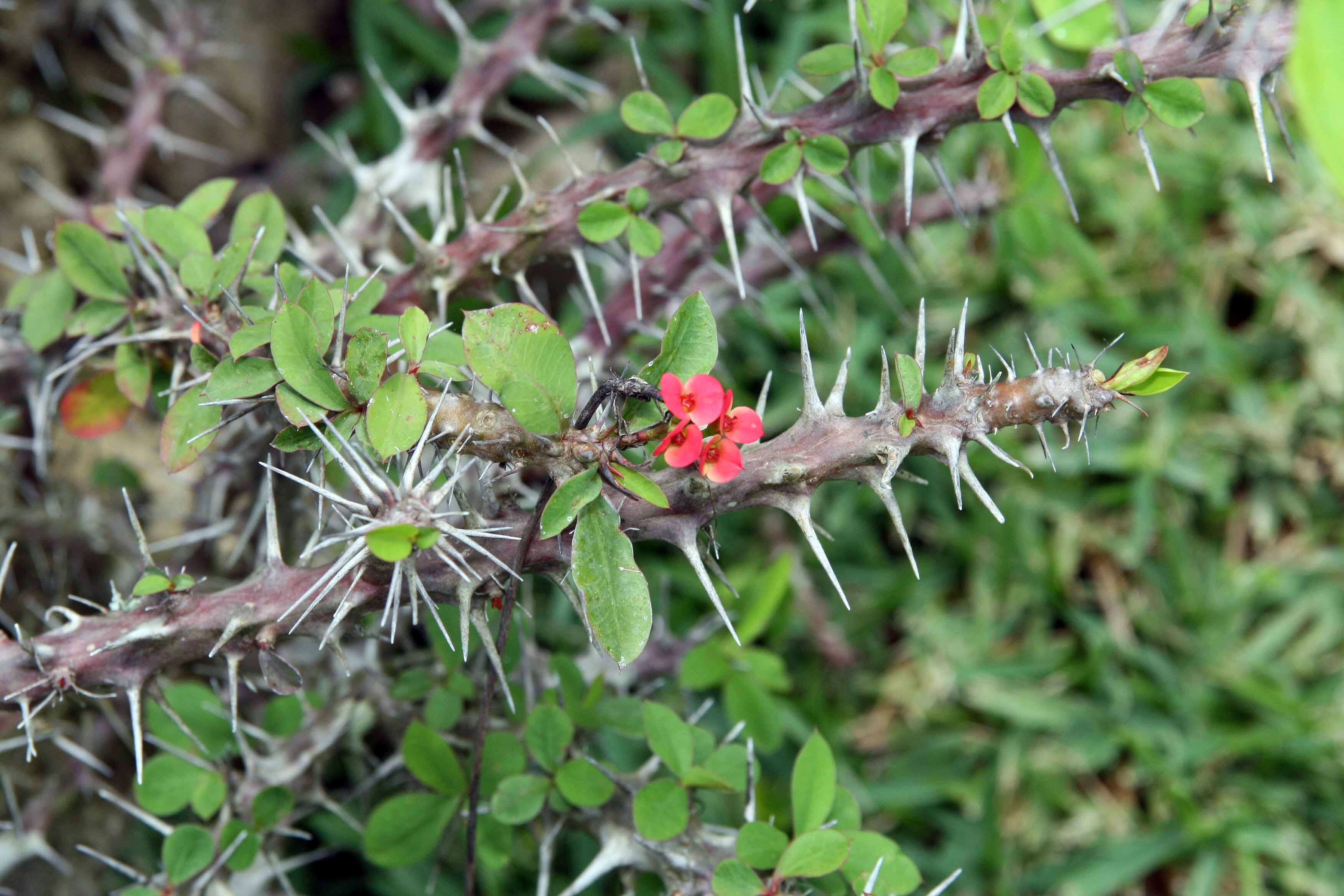 Image of Christ plant