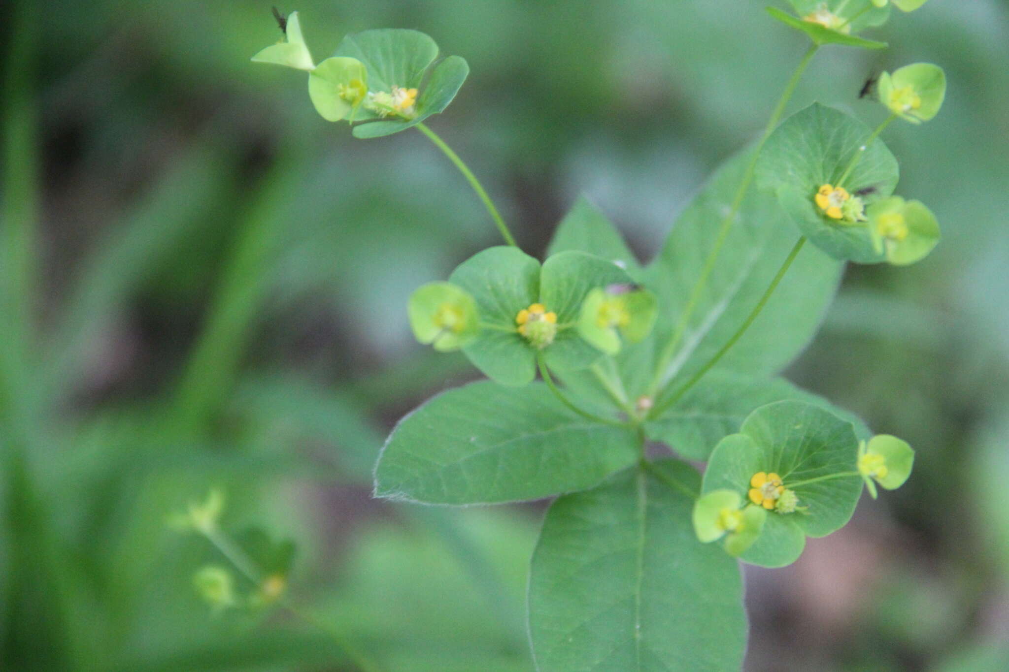 Image of Euphorbia squamosa Willd.