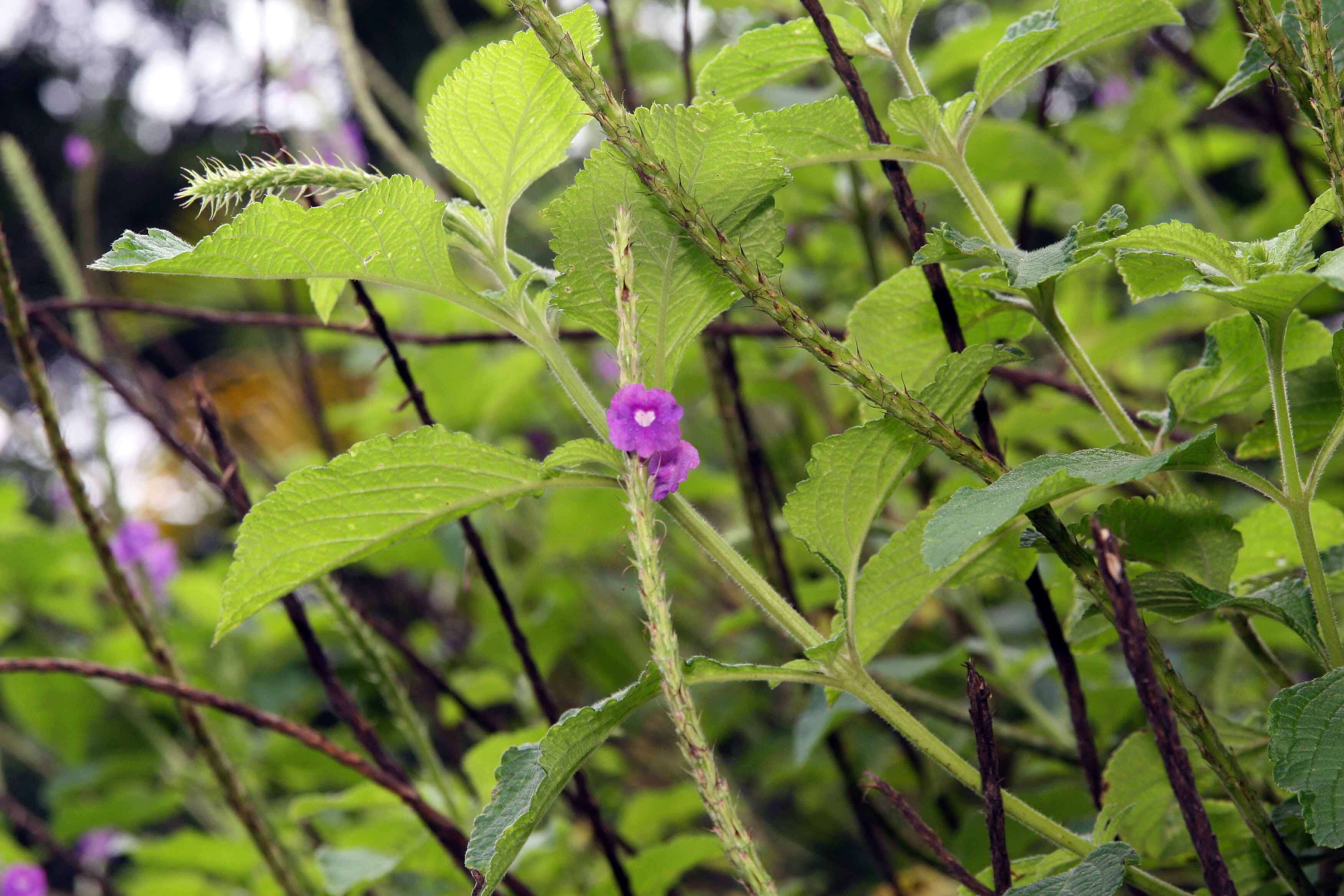 Image of cayenne porterweed