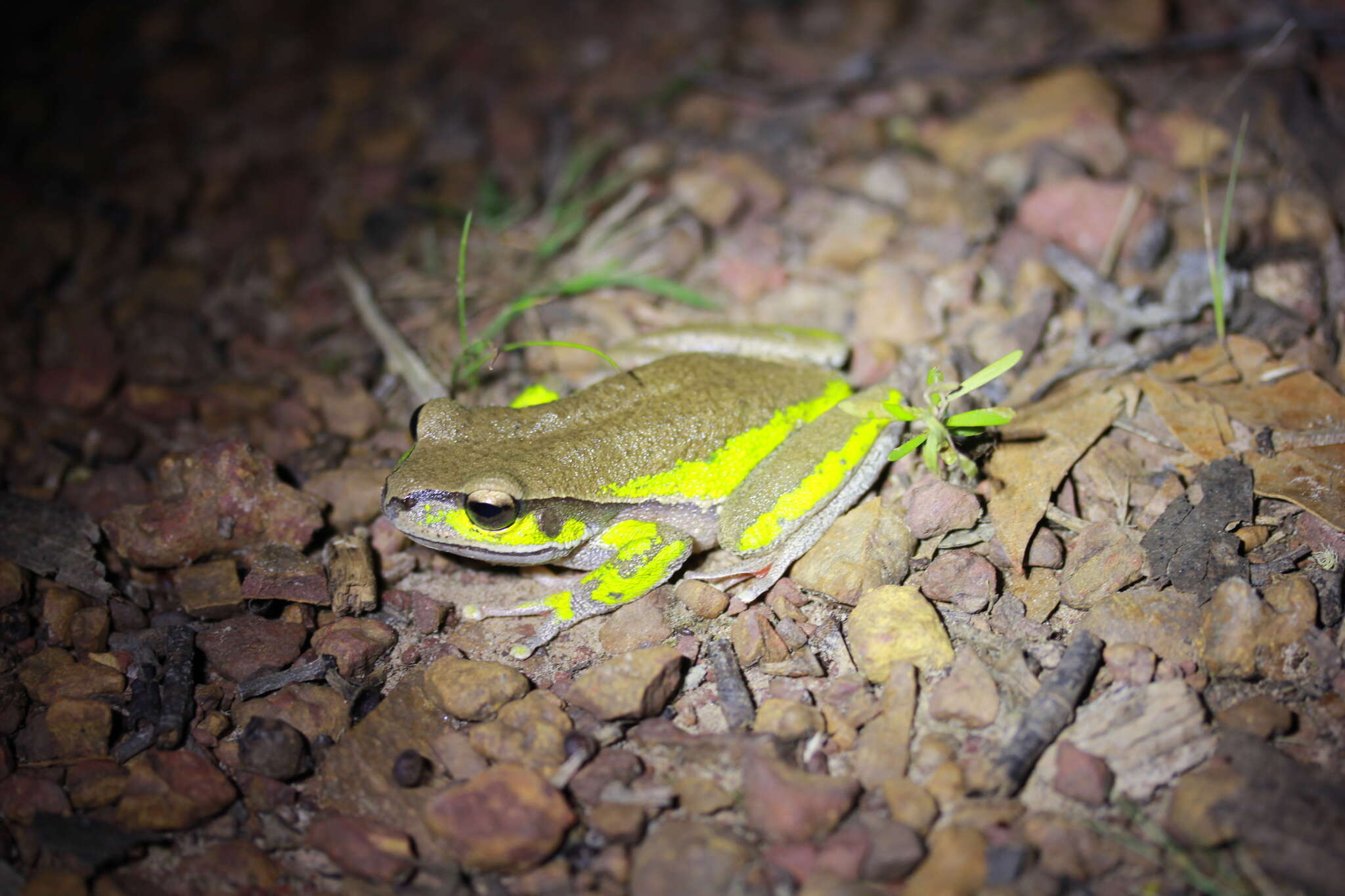 Image of Blue Mountains Tree Frog