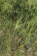 Imagem de Stipa capillata L.