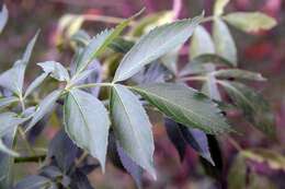 Image of Sambucus cerulea