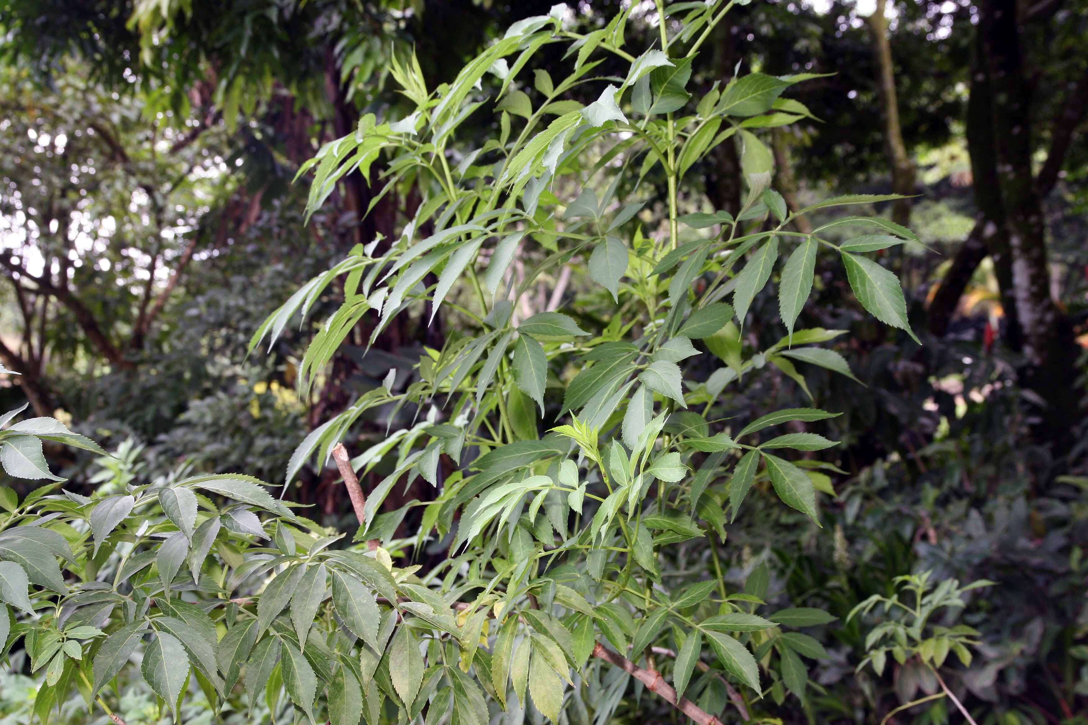 Image of Sambucus cerulea