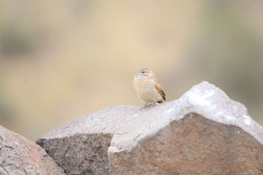 Image of Black-headed Canary