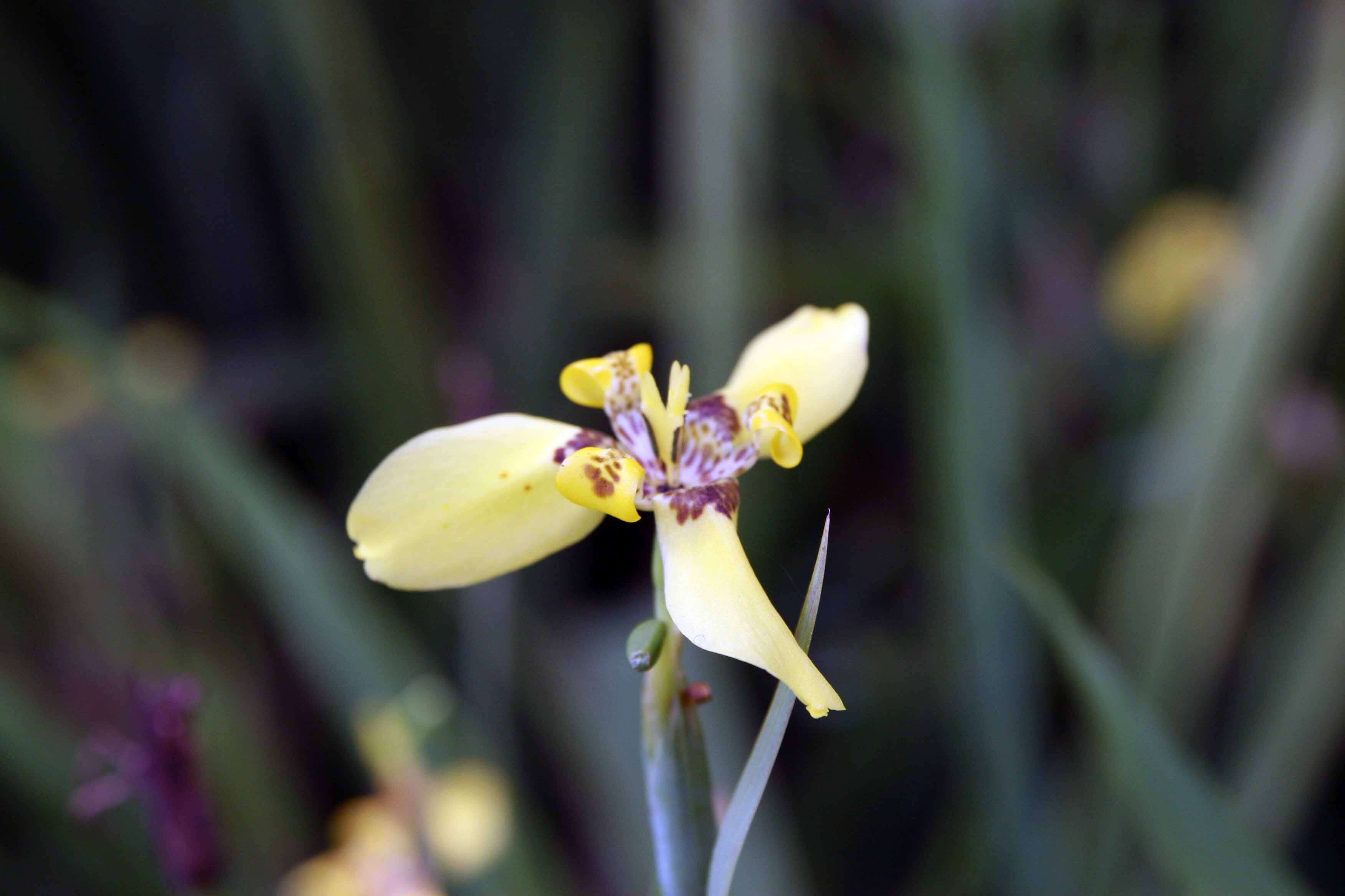 صورة Trimezia martinicensis (Jacq.) Herb.