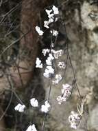 Image of hairy false cloak fern