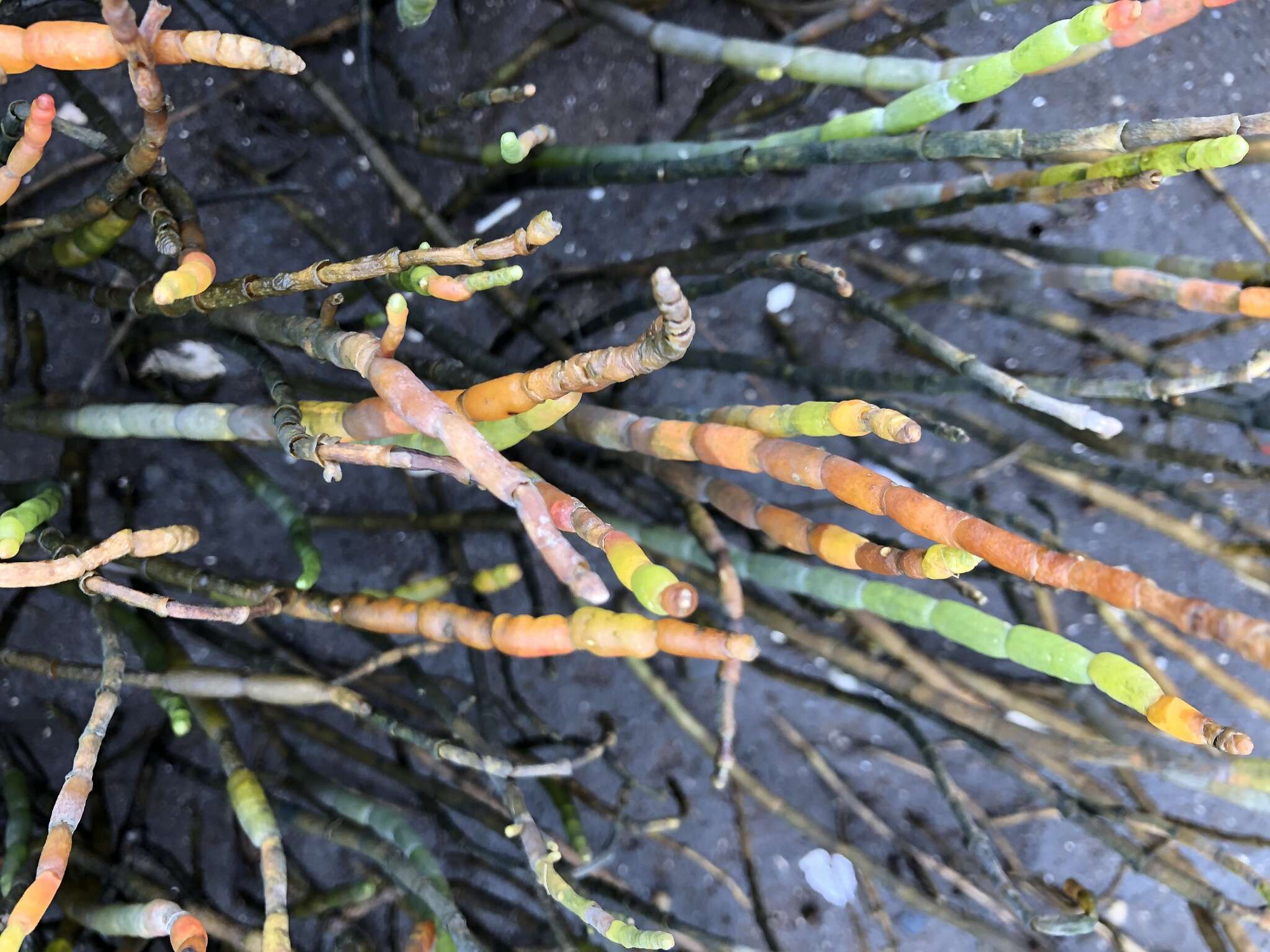 Image of Perennial Glasswort