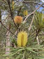 Image of northern banksia