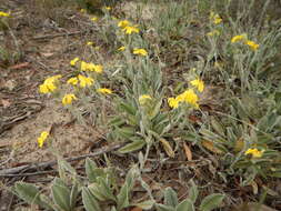 Image of Goodenia robusta (Benth.) K. Krause