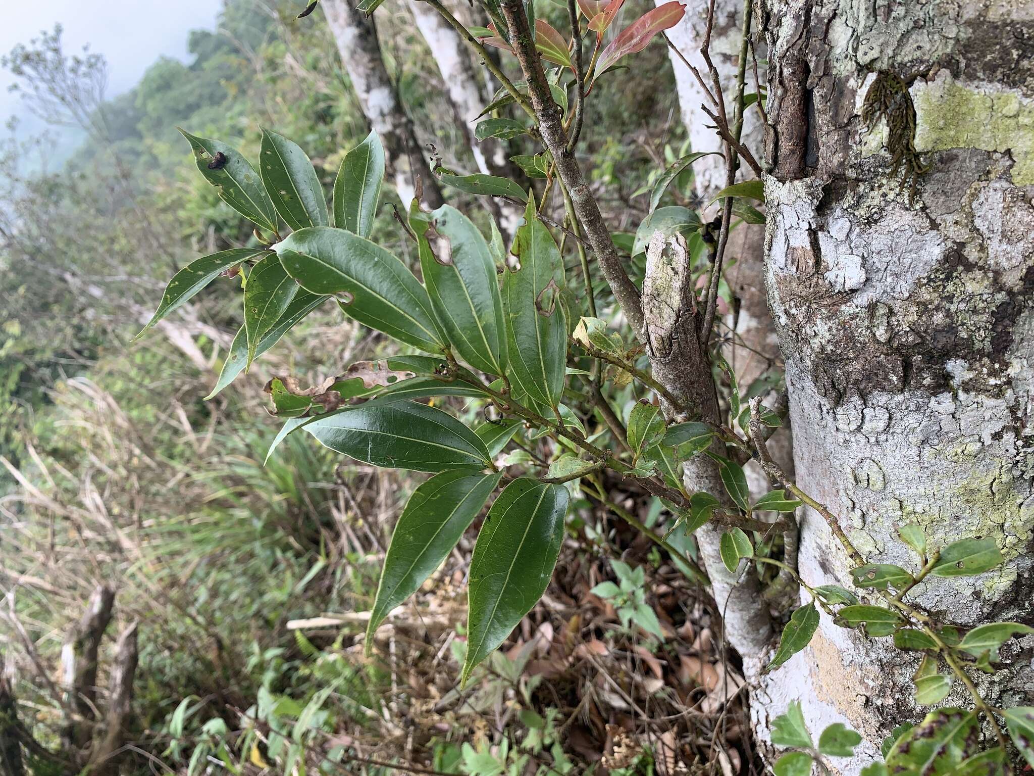 Cinnamomum yabunikkei H. Ohba resmi