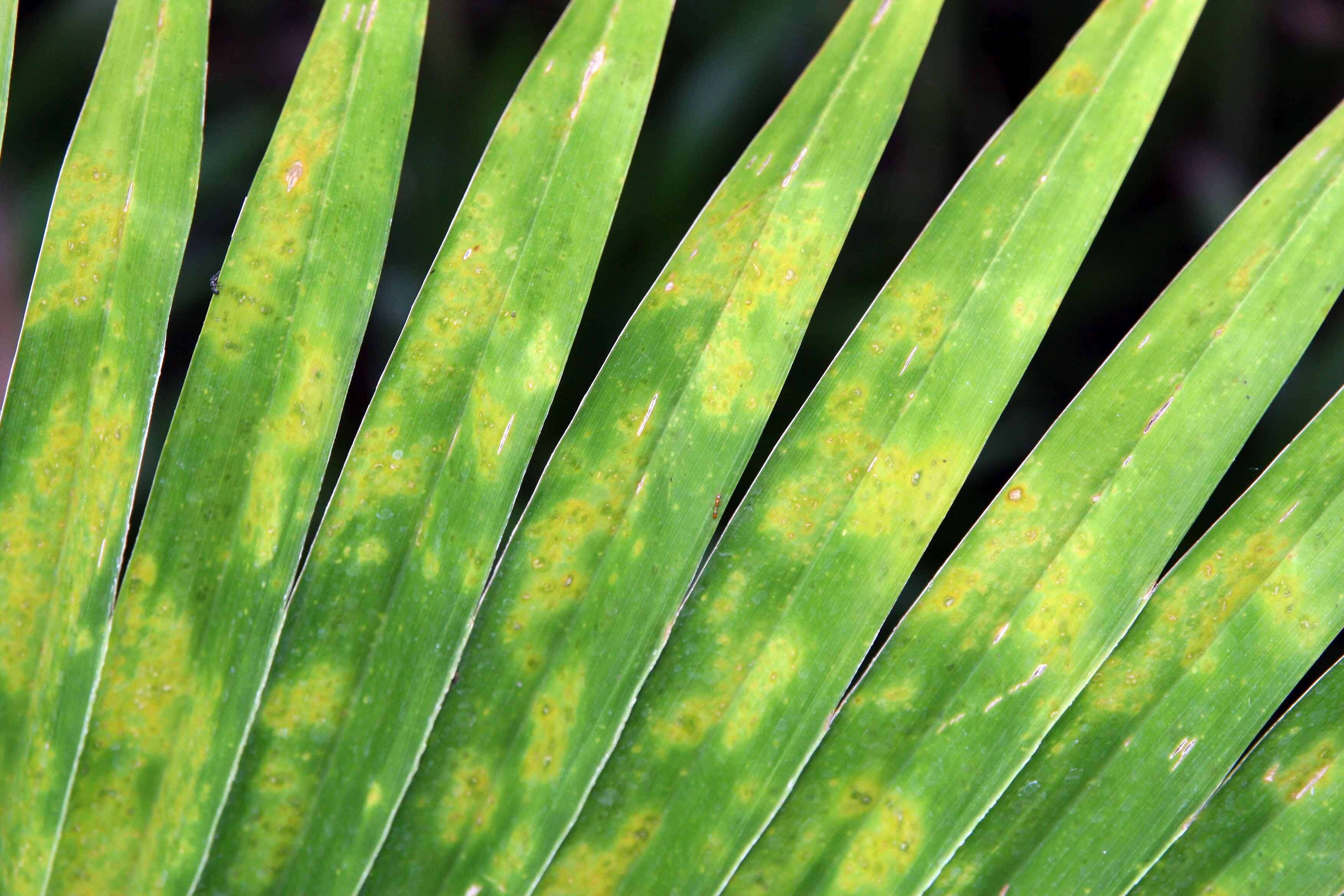 Image of Grosse Licuala Palm