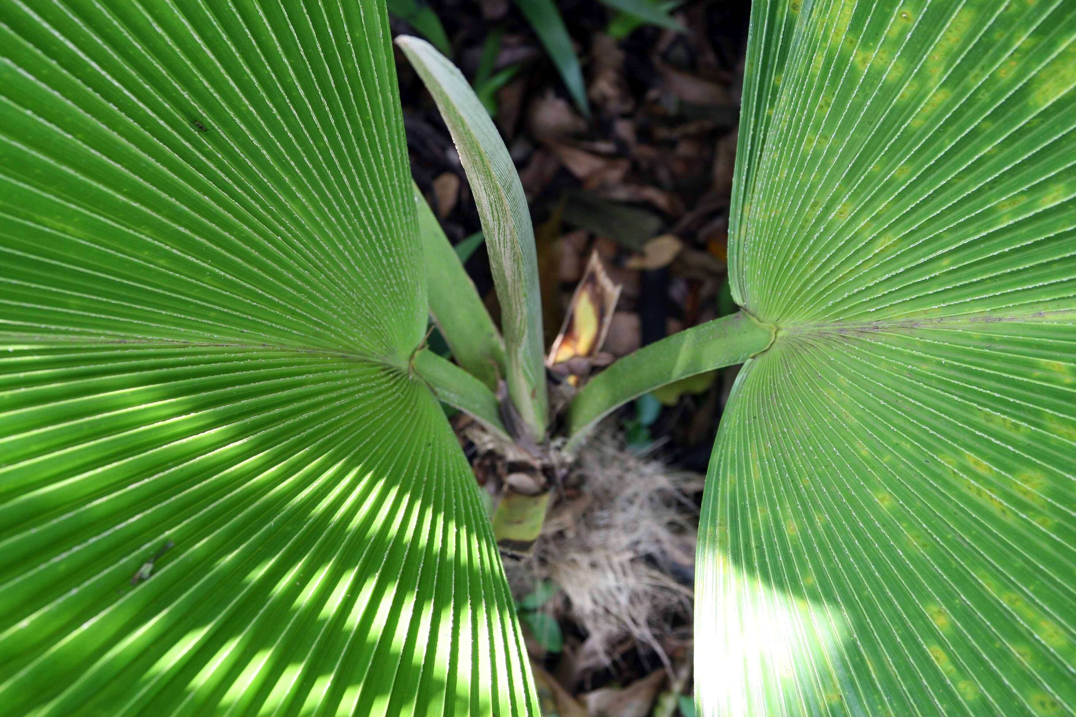 Image of Grosse Licuala Palm