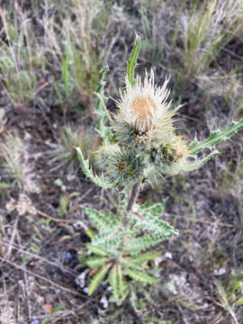 Image of white thistle