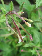 Image of american willowherb