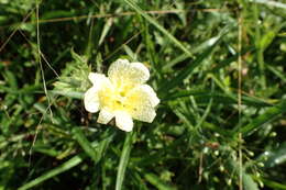 Imagem de Oenothera laciniata Hill