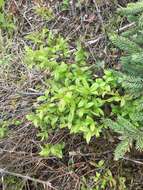 Image of lowbush blueberry