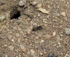 Image of Pogonomyrmex brevibarbis Emery 1906