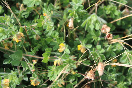 Слика од Lotus subbiflorus subsp. subbiflorus