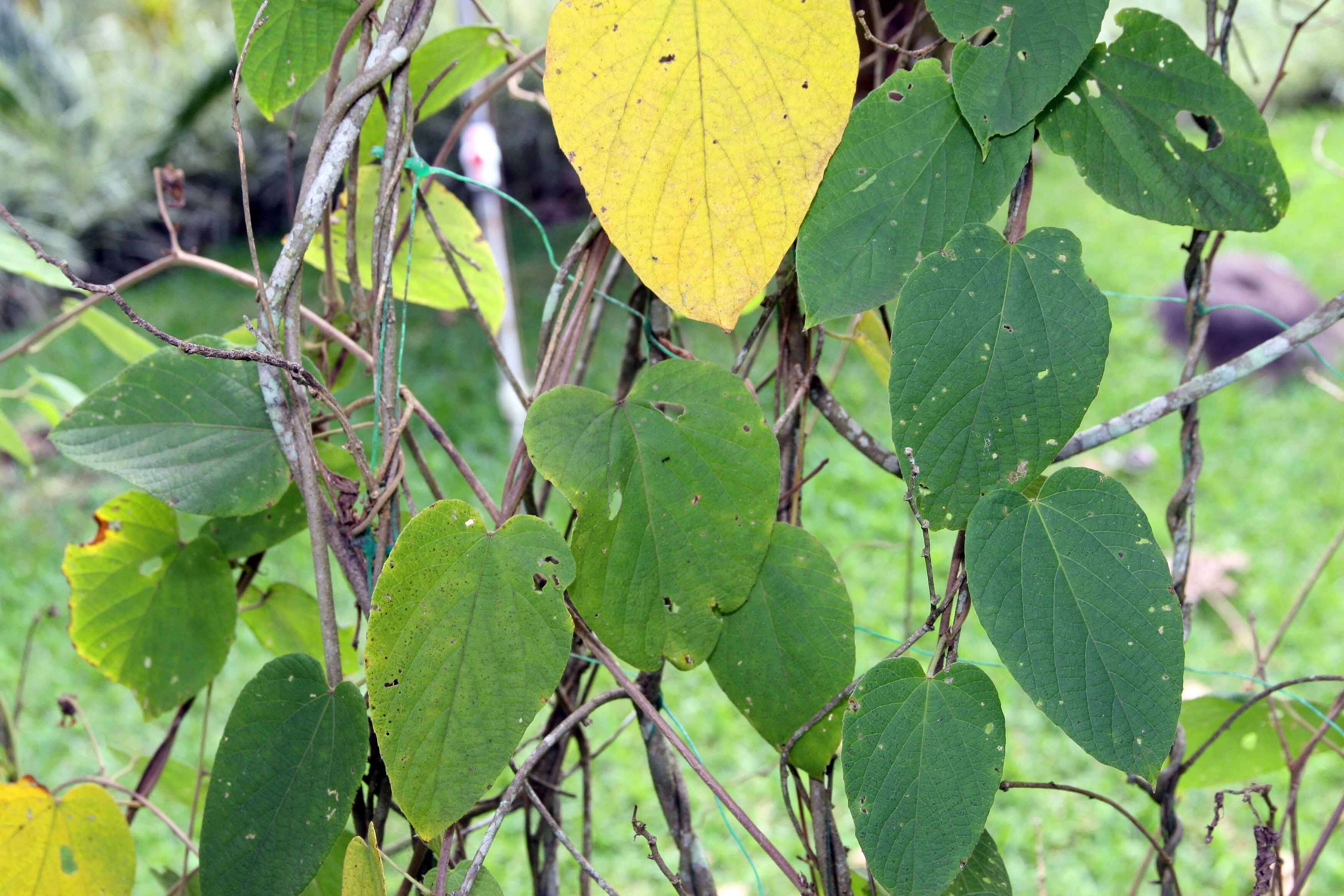 Plancia ëd Dalechampia dioscoreifolia Poepp.