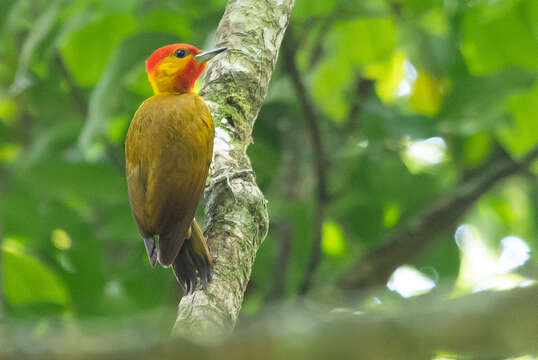 Image of Yellow-throated Woodpecker