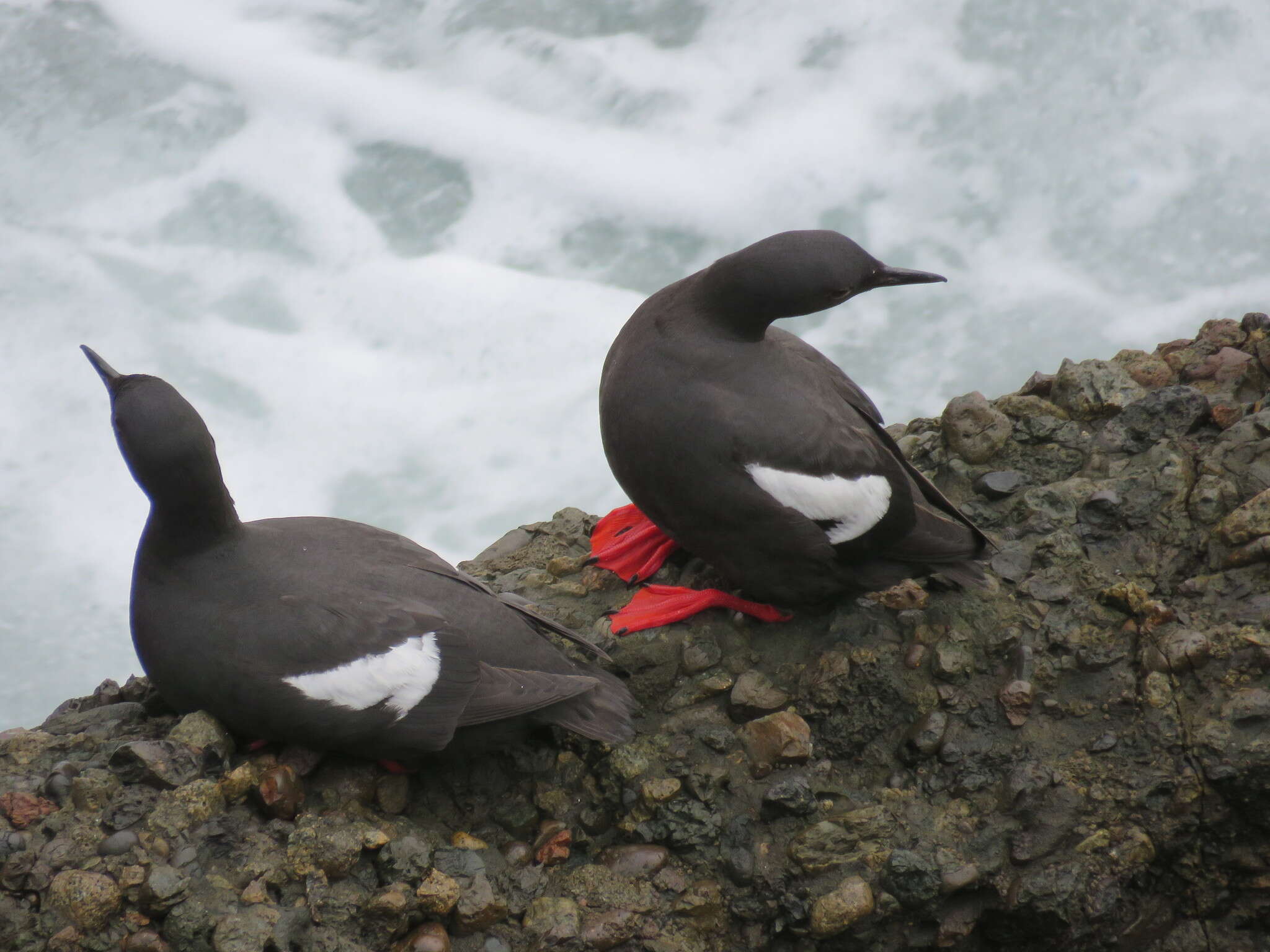 Image of Guillemots