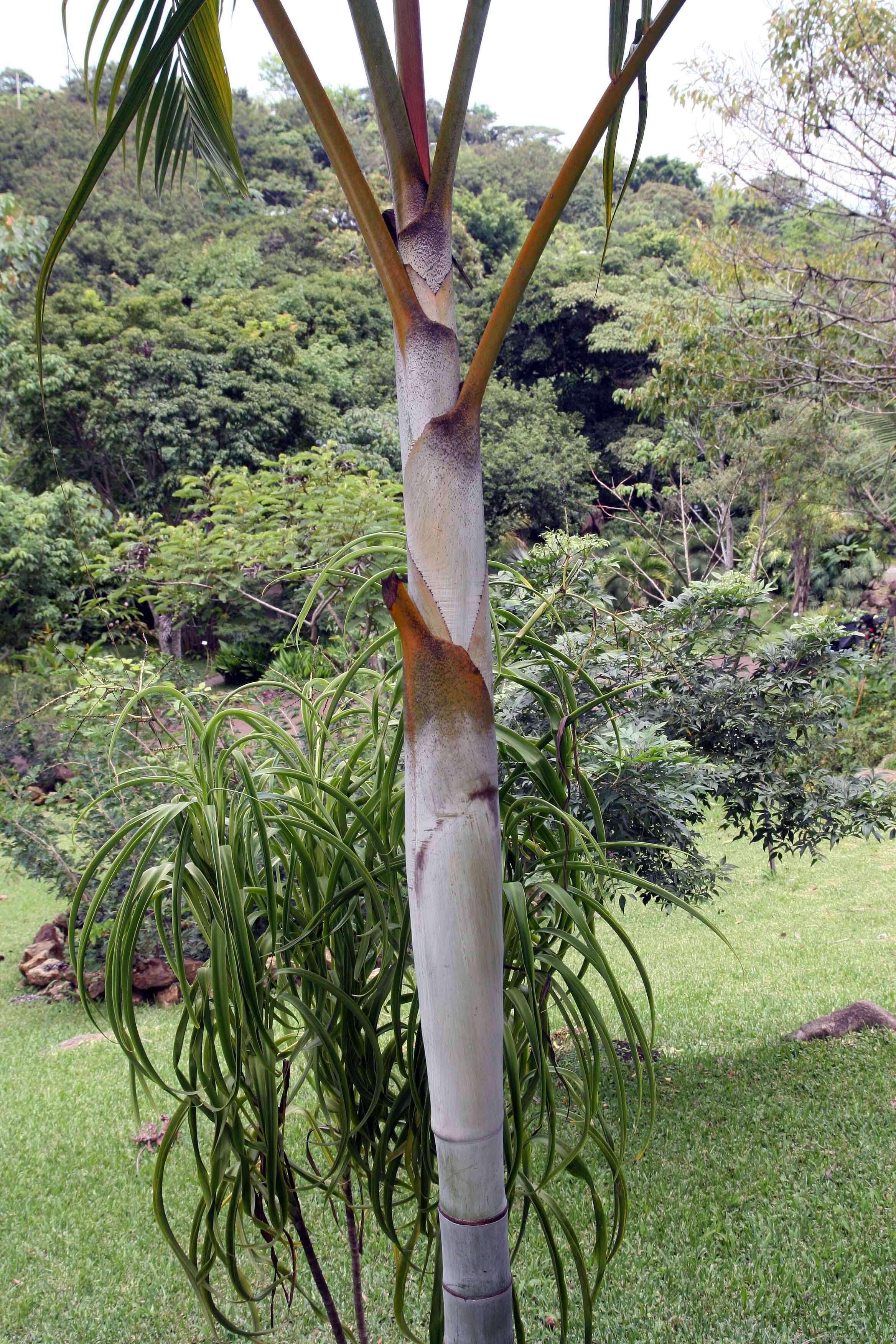 Sivun Dypsis lutescens (H. Wendl.) Beentje & J. Dransf. kuva