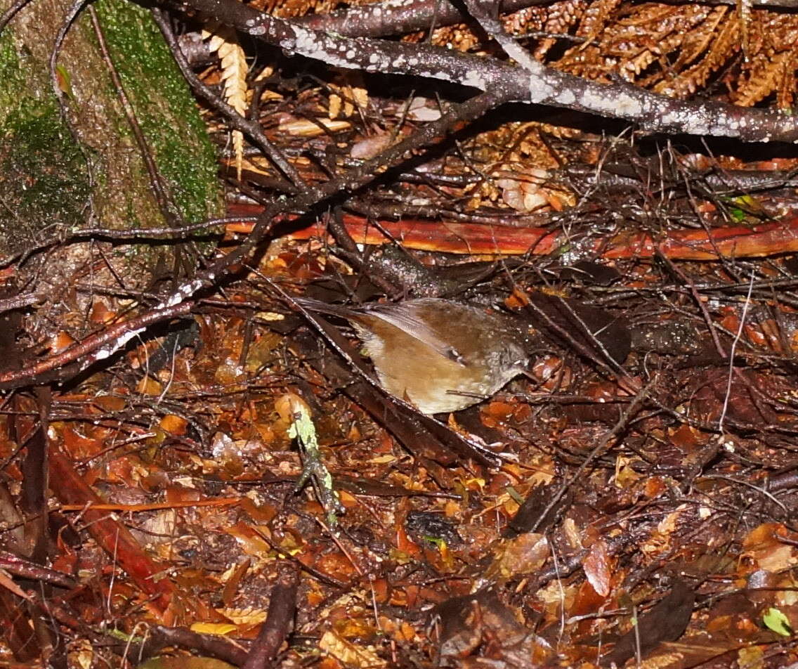 Image of White-browed Scrubwren