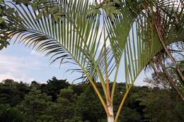 Image of Areca Palm