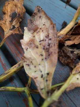 Image of Puccinia bornmuelleri Magnus 1899