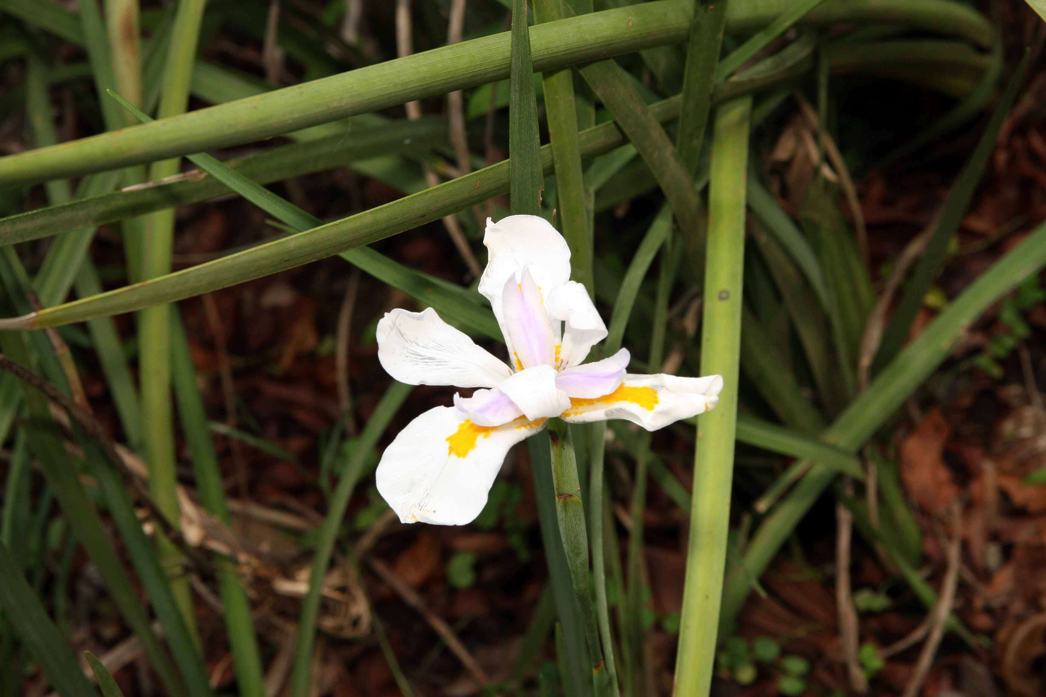 Image of Wild iris