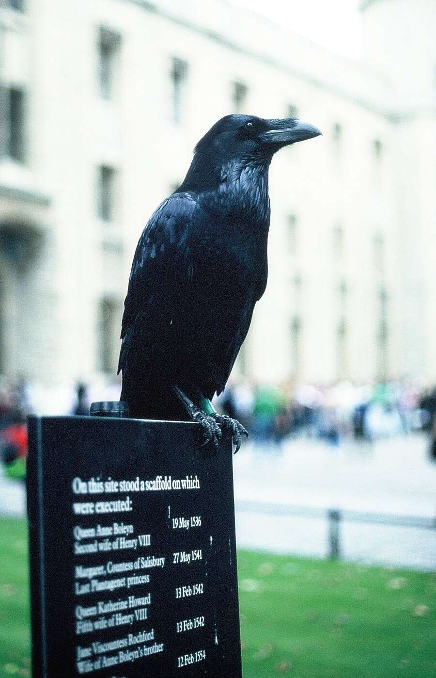 Image of Northern Raven